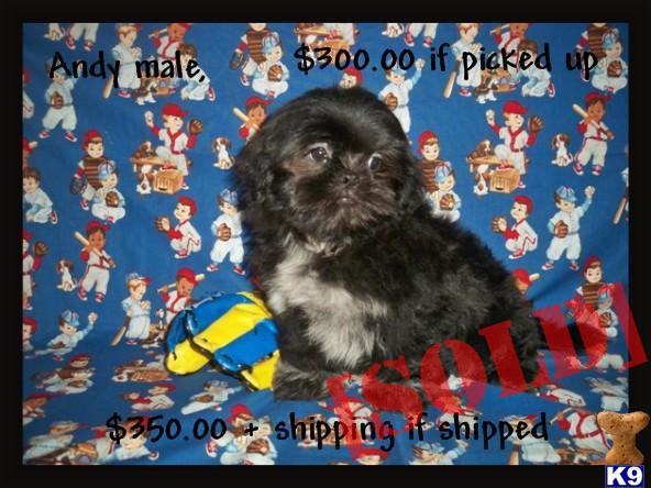 Stunning Black/Silver Toy male  Andy